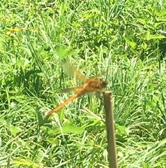 Libellula auripennis