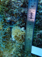 Agaricia humilis