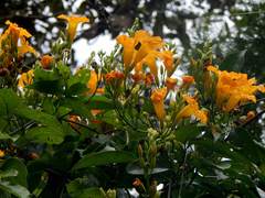 Adenocalymma impressum