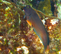 Ophioblennius macclurei