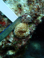 Agaricia humilis