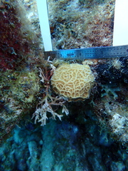 Agaricia humilis