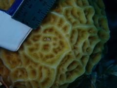 Agaricia humilis
