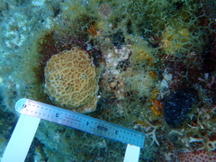 Agaricia humilis