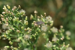 Hypselonotini