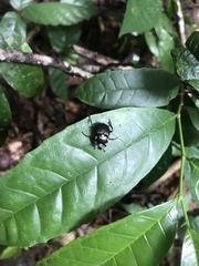 Canthon septemmaculatus