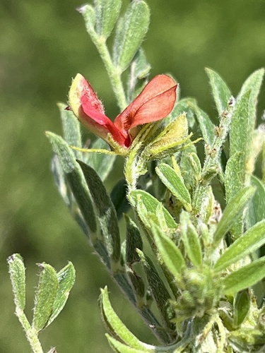 Image of Indigofera pondoensis by (c) Dave U, some rights reserved (CC BY-SA)