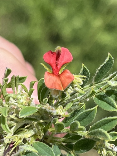 Image of Indigofera pondoensis by (c) Dave U, some rights reserved (CC BY-SA)
