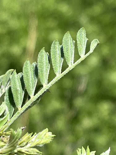 Image of Indigofera pondoensis by (c) Dave U, some rights reserved (CC BY-SA)