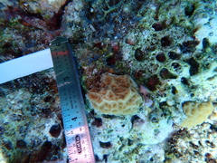 Agaricia humilis