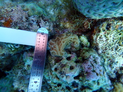Agaricia humilis
