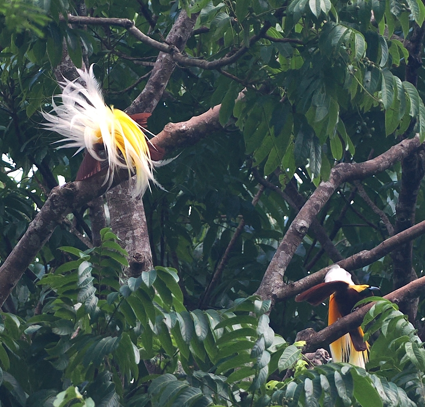 Lesser Bird-of-Paradise illustration