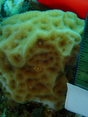 Agaricia humilis