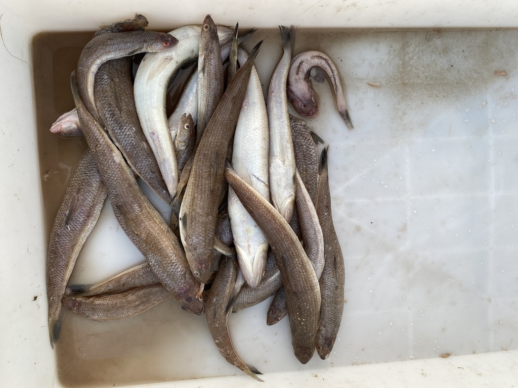 Slender lizardfish (Saurida elongata) — Synodontidae