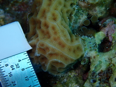 Agaricia humilis