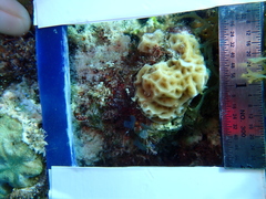 Agaricia humilis