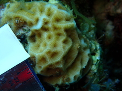 Agaricia humilis