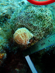 Agaricia humilis