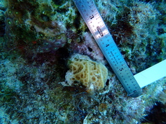 Agaricia humilis