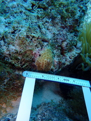 Agaricia humilis
