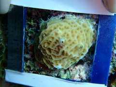 Agaricia humilis