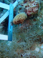 Agaricia humilis