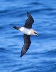 Atlantic Petrel photo 2