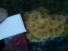 Agaricia humilis