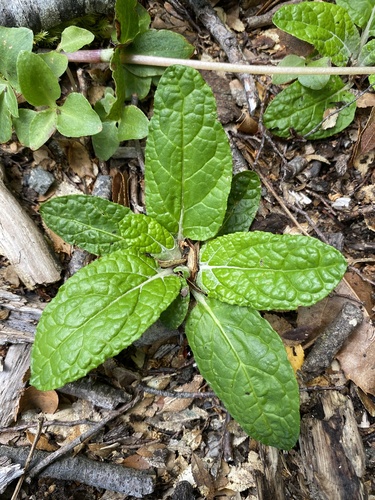 Adenocaulon chilense Less.