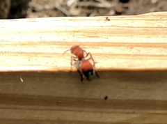 Dasymutilla creon