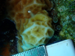 Agaricia humilis