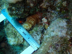 Agaricia humilis