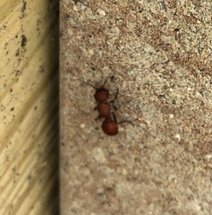Dasymutilla creon