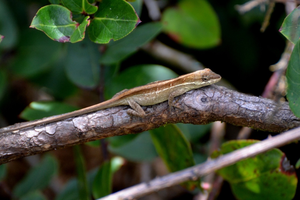 Coffee Anole