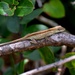 Coffee Anole - Photo (c) Daniel Pineda Vera, some rights reserved (CC BY), uploaded by Daniel Pineda Vera