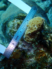Agaricia humilis