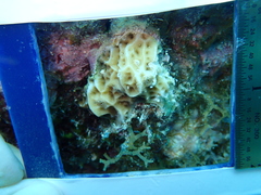 Agaricia humilis