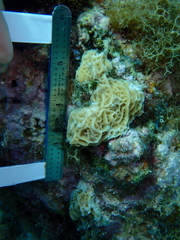 Agaricia humilis