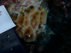 Agaricia humilis