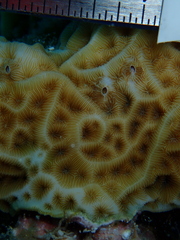 Agaricia humilis