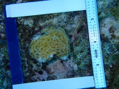 Agaricia humilis