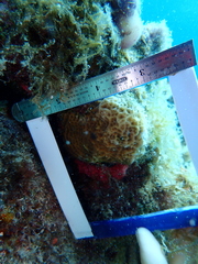 Agaricia humilis