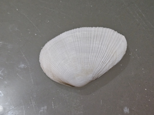 Meropesta nicobarica observed 2024-10-13