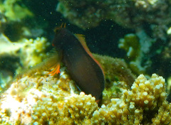 Ophioblennius macclurei