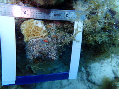 Agaricia humilis