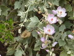Malacothamnus fasciculatus nuttallii