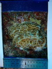 Agaricia humilis