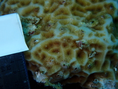 Agaricia humilis