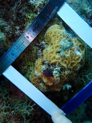 Agaricia humilis