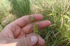 Carex lupuliformis